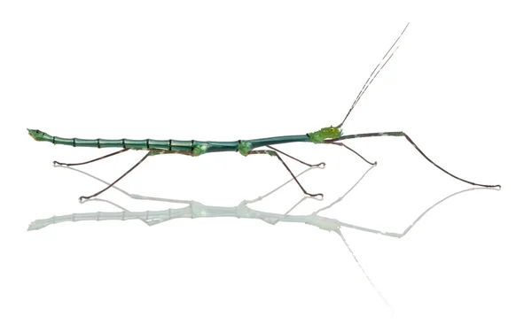 Myronides sp, stick insect, voor witte achtergrond — Stockfoto