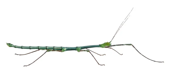 Myronides Sp, 스틱 곤충, 흰색 배경 앞 — 스톡 사진