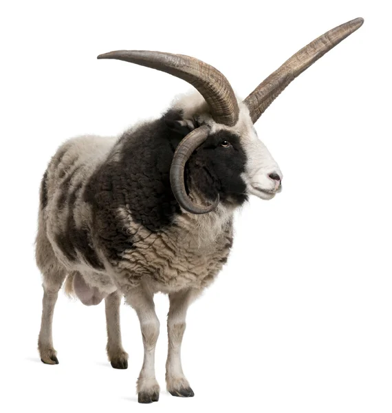 Multi-horned Jacob Ram, Ovis aries, na frente de fundo branco — Fotografia de Stock