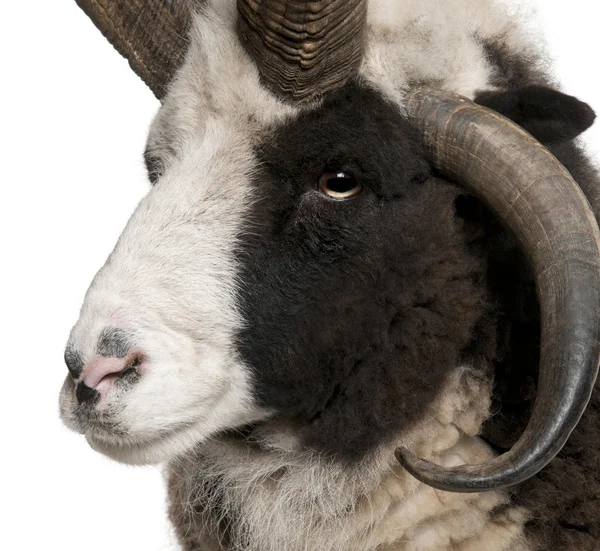 Close-up of Multi-horned Jacob Ram, Ovis aries — Stock Photo, Image