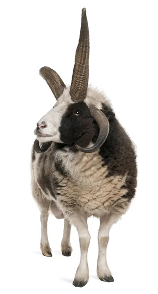 Multi-horned Jacob Ram, Ovis aries, na frente de fundo branco — Fotografia de Stock