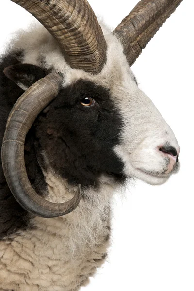 Close-up of Multi-horned Jacob Ram, Ovis aries — Stock Photo, Image