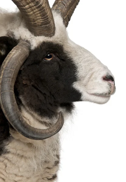 特写多角雅各布 ram，绵羊的白羊座 — 图库照片
