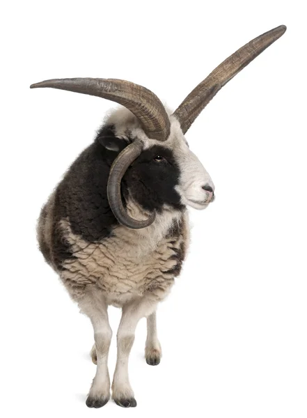 Multi-horned Jacob Ram, Ovis aries, in front of white background — Stock Photo, Image