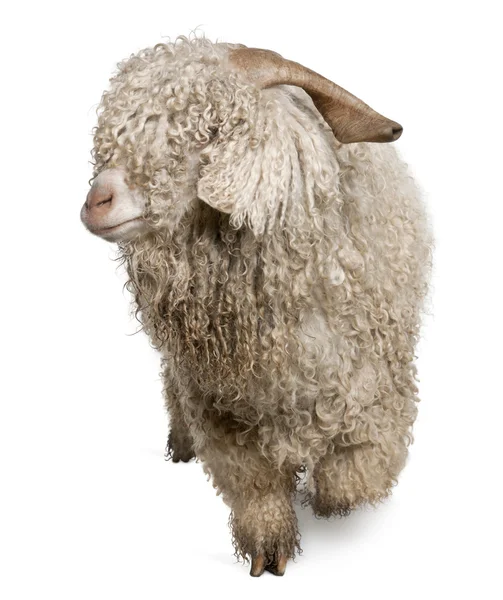 Angora goat in front of white background — Stock Photo, Image