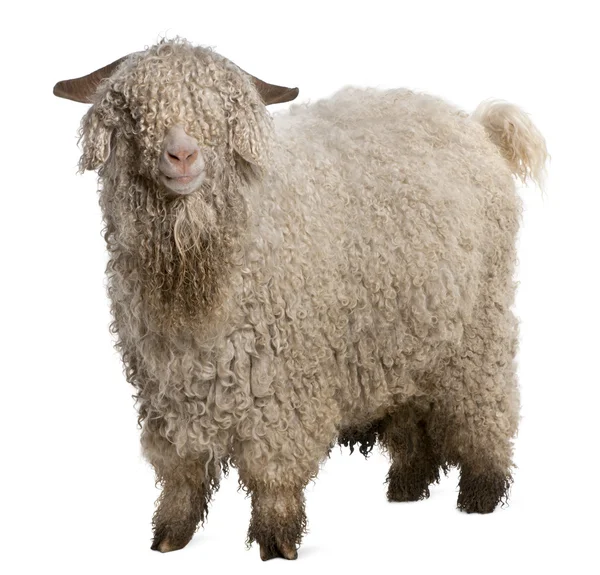 Ангорская коза на белом фоне — стоковое фото