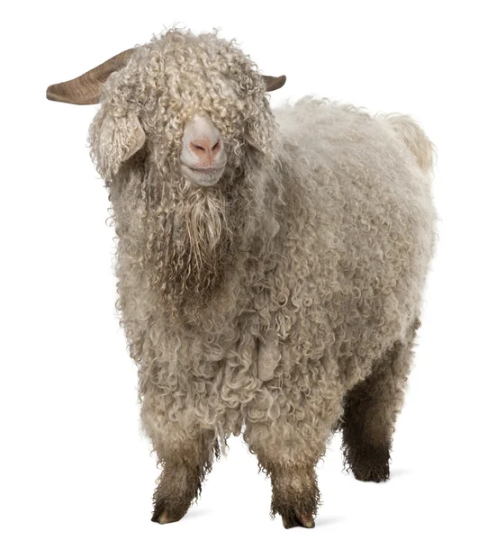 stock image Angora goat in front of white background
