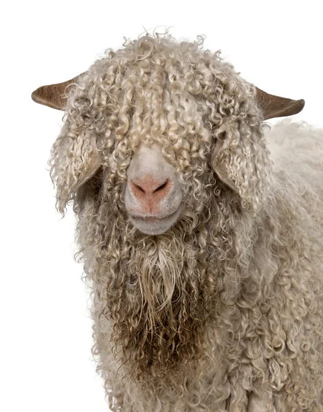 Close-up dari kambing Angora di depan latar belakang putih — Stok Foto