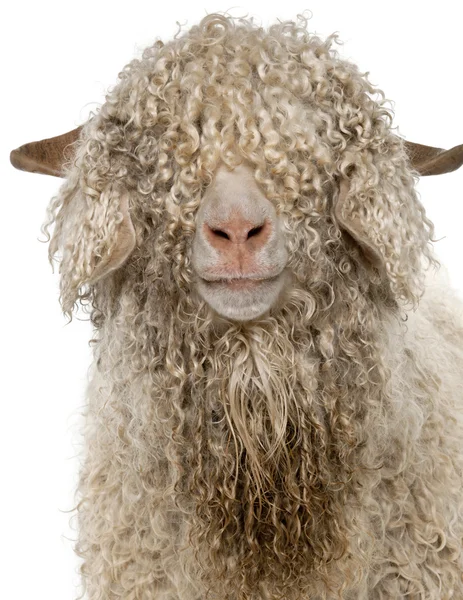Close-up of Angora goat in front of white background — Stock Photo, Image