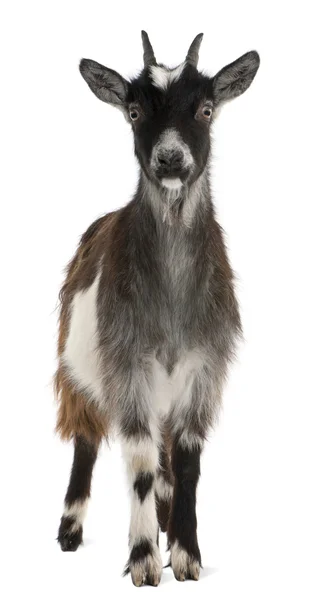 Batıda Fransa, capra aegagrus hircus, 6 ay yaşlı, beyaz arka plan ortak keçi — Stok fotoğraf