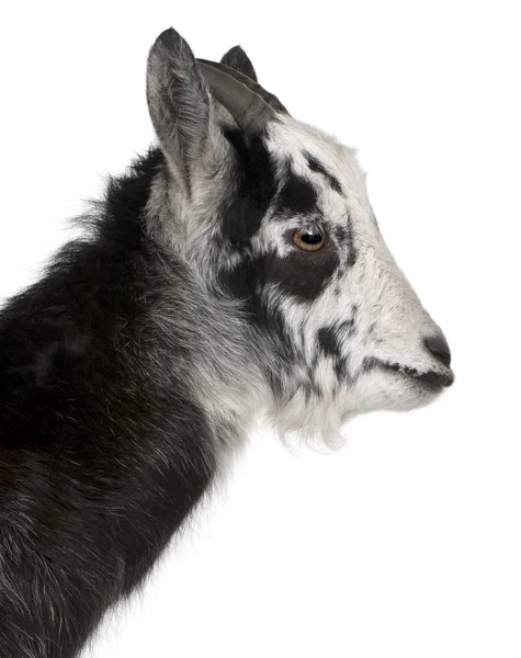Common Goats from the West of France, Capra aegagrus hircus, 6 months old, in front of white background — Stock Photo, Image