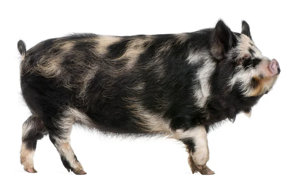 Kounini pig in front of white background — Stock Photo, Image