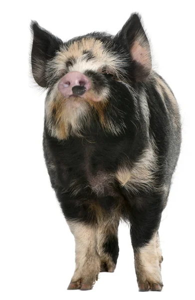 Kounini-Schwein vor weißem Hintergrund — Stockfoto