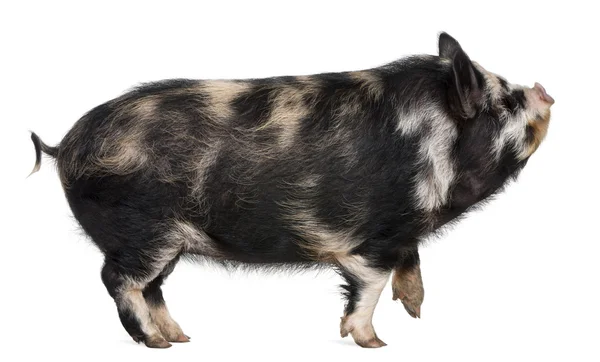 Kounini varken voor witte achtergrond — Stockfoto