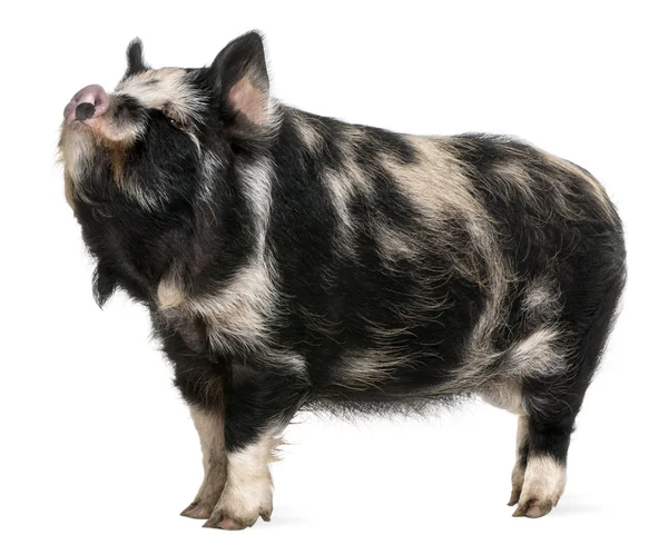 Kounini porco na frente de fundo branco — Fotografia de Stock