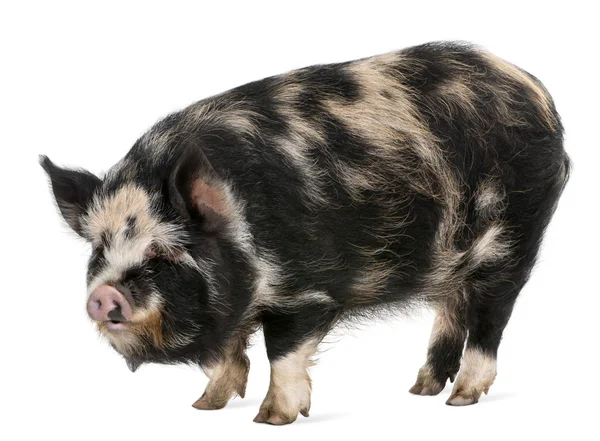 Kounini cerdo en frente de fondo blanco — Foto de Stock