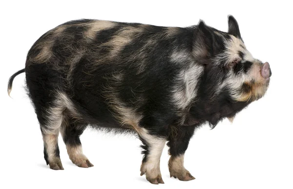Kounini pig in front of white background — Stock Photo, Image