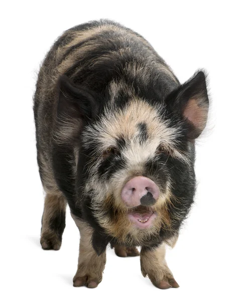 Kounini porco na frente de fundo branco — Fotografia de Stock