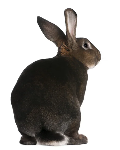 Conejo Castor Rex delante de fondo blanco — Foto de Stock