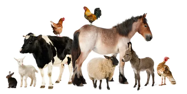 Ποικιλία των αγροτικών ζώων, μπροστά από το λευκό φόντο — Φωτογραφία Αρχείου