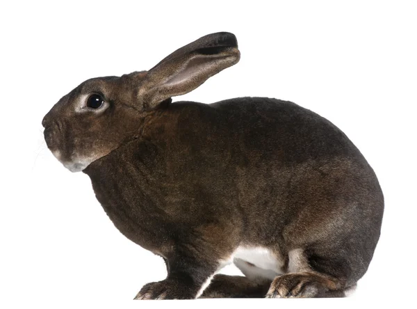 Conejo Castor Rex delante de fondo blanco — Foto de Stock
