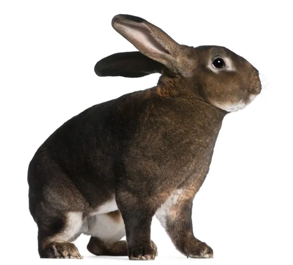 Кролик Кастор Рекс на белом фоне — стоковое фото