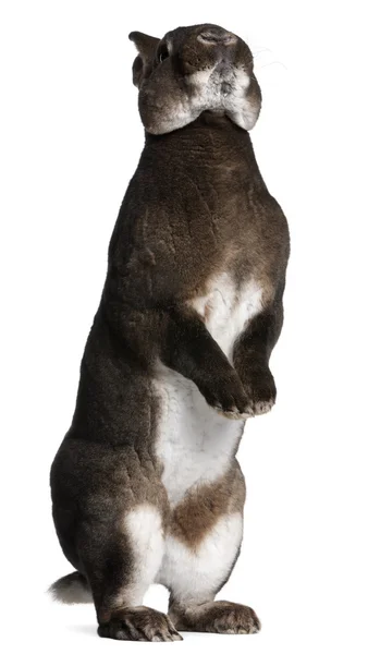 Conejo Castor Rex de pie sobre patas traseras delante de fondo blanco —  Fotos de Stock