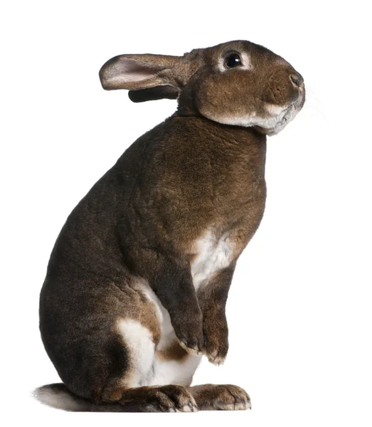 Castor Rex rabbit standing on hind legs in front of white background — Stock Photo, Image