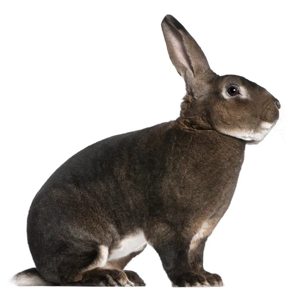 Conejo Castor Rex delante de fondo blanco —  Fotos de Stock