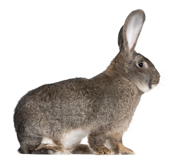 Flamandzki królik olbrzymi przed białym tłem — Zdjęcie stockowe