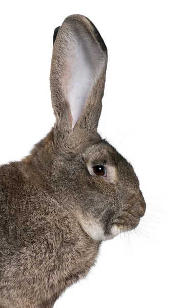 Close-up of Flemish Giant rabbit in front of white background — Stock Photo, Image