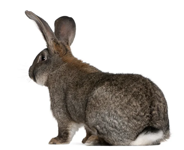Flamländska jätte kanin framför vit bakgrund — Stockfoto