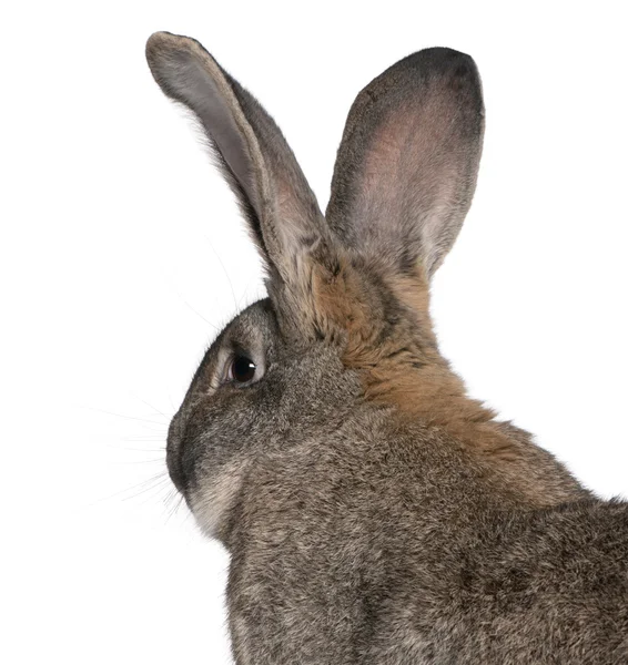 Primo piano del coniglio gigante fiammingo davanti allo sfondo bianco — Foto Stock