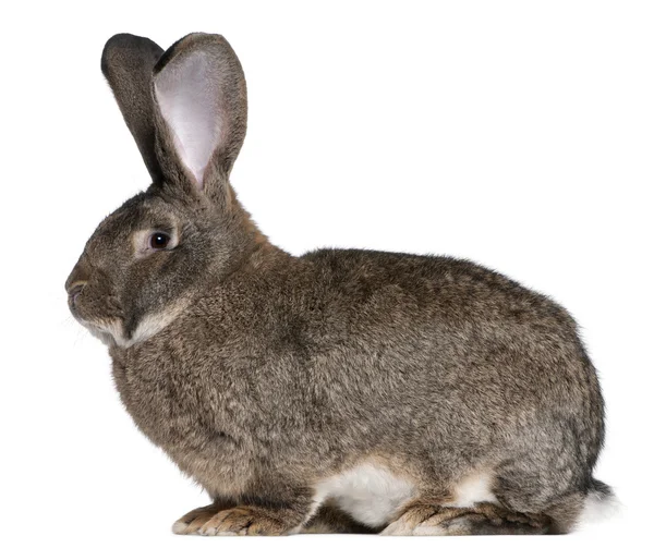Flamländska jätte kanin framför vit bakgrund — Stockfoto