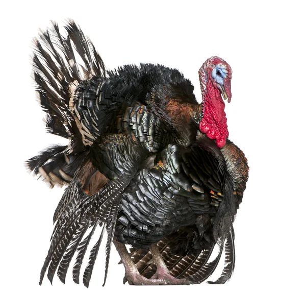 Wild turkey, beyaz arka plan önünde destek gallopavo — Stok fotoğraf