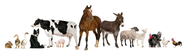 Variety of farm animals in front of white background — Stock Photo, Image