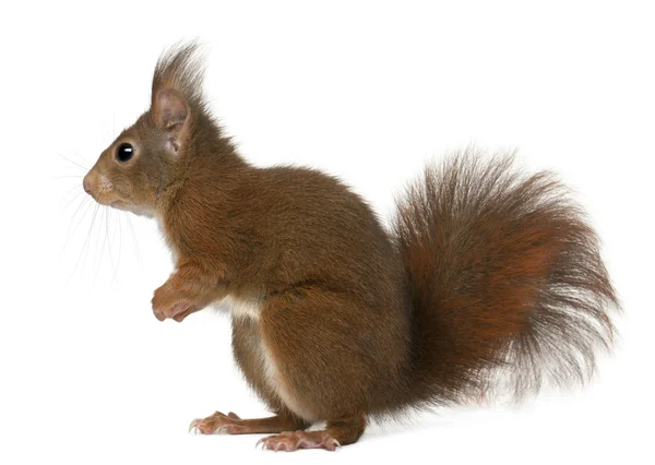 Eurasian red squirrel, Sciurus vulgaris, 4 года, на белом фоне — стоковое фото
