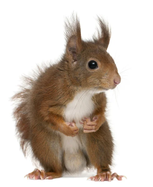 Eurázsiai vörös mókus, Sciurus vulgaris, 4 éves, fehér háttér előtt — Stock Fotó
