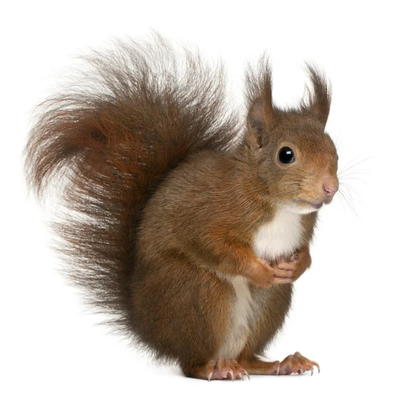 Eurasian red squirrel, Sciurus vulgaris, 4 years old, in front of white background — Stock Photo, Image