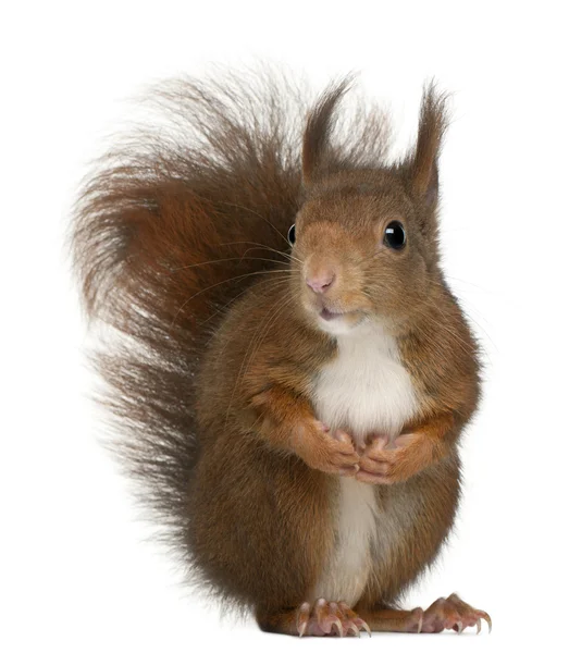 Eurasian red squirrel, Sciurus vulgaris, 4 years old, in front of white background — Stock Photo, Image