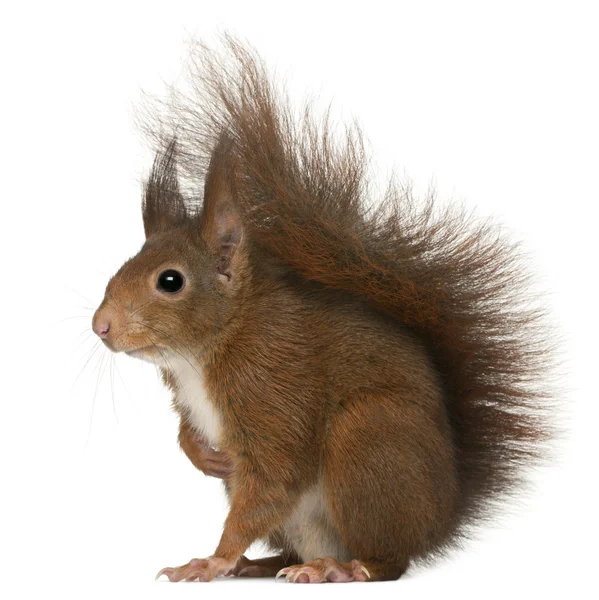 Eurázsiai vörös mókus, Sciurus vulgaris, 4 éves, fehér háttér előtt — Stock Fotó
