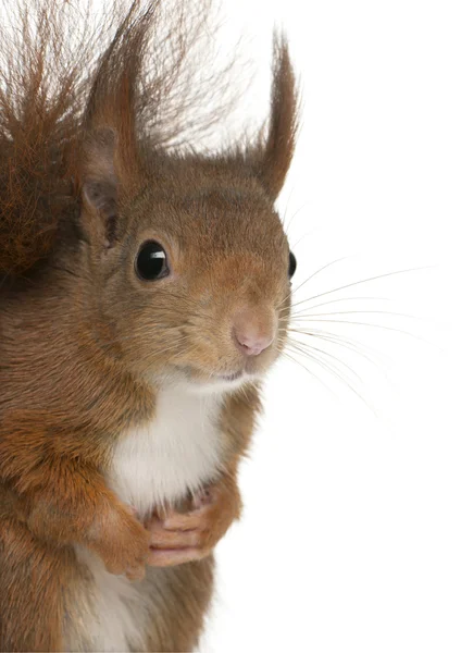 Euraziatische red squirrel, sciurus vulgaris, 4 jaar oud, voor witte achtergrond — Stockfoto
