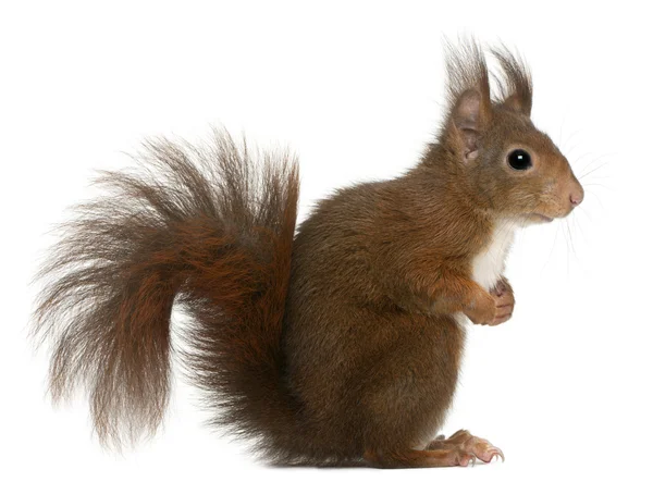 Eurazjatycka czerwona wiewiórka, Sciurus vulgaris — Zdjęcie stockowe