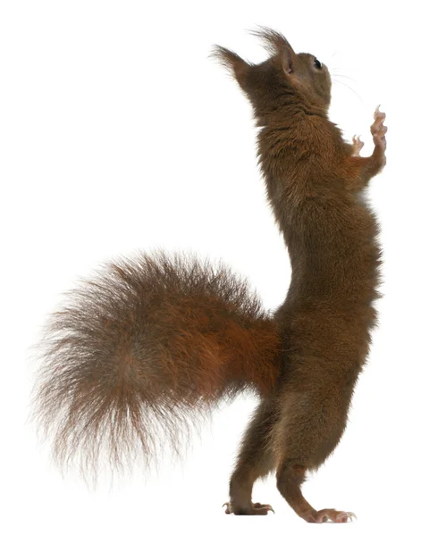 Rotes Eichhörnchen, Sciurus vulgaris — Stockfoto