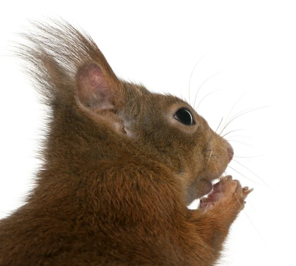 欧亚红松鼠，粗壮的科学龙 — 图库照片