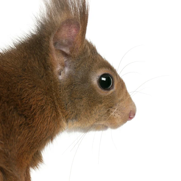 Esquilo vermelho eurasiano, Sciurus vulgaris — Fotografia de Stock