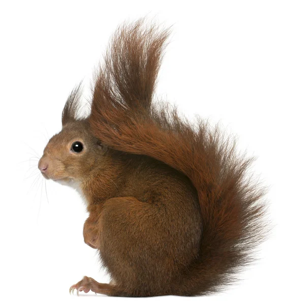 Eurázsiai vörös mókus, Sciurus vulgaris — Stock Fotó