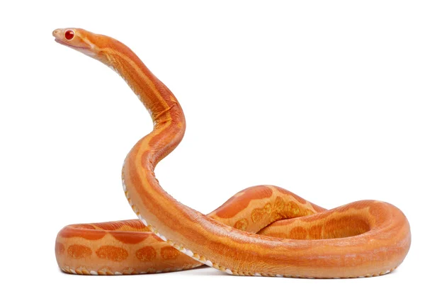 Serpente di Mais Scaleless, Pantherophis Guttatus, davanti allo sfondo bianco — Foto Stock