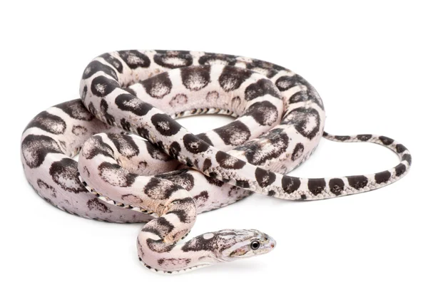 Wąż zbożowy bezłuski, pantherophis guttatus, przed białym tle — Zdjęcie stockowe