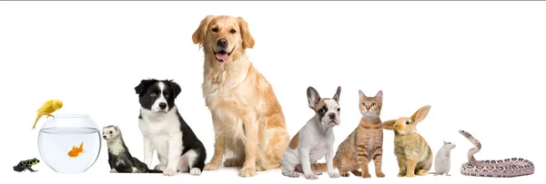 Grupo de mascotas sentadas frente al fondo blanco —  Fotos de Stock